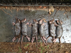 dead rat lineup